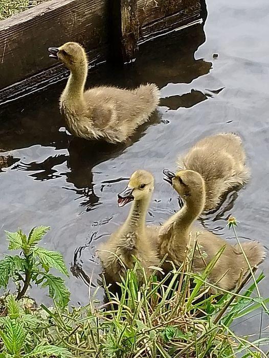 Border Counties Advertizer: Goose goslings. Picture by Anne Morris.